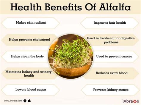 alfalfa sprouts benefits for men